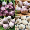 Mixed Garlic Bulbs for Planting - Hardneck & Softneck, 1 Pound, Outdoors - Image 1