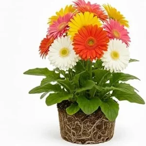 Mixed Gerbera Daisy Live Plant – Assorted Colors, 5-7 Inches Tall – Indoor/Outdoor Perennial - Image 1