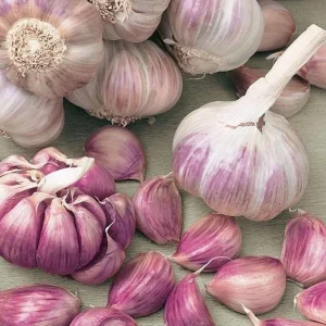 Mixed Hardneck Garlic Bulbs for Planting & Gardening – 4 Count – White, Red, Purple - Image 3