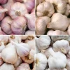 Mixed Hardneck Garlic Bulbs for Planting & Gardening – 4 Count – White, Red, Purple - Image 1