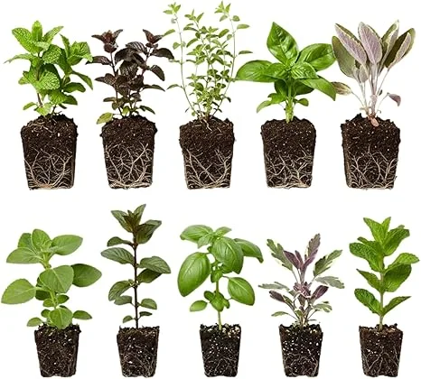 Mixed Live Herb Plants 4-Pack – Lemon Balm, Rosemary, Basil, Oregano – 4-8" Tall Starter Plants – Indoor/Outdoor - Image 7