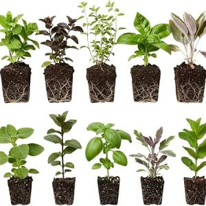 Mixed Live Herb Plants 4-Pack – Lemon Balm, Rosemary, Basil, Oregano – 4-8