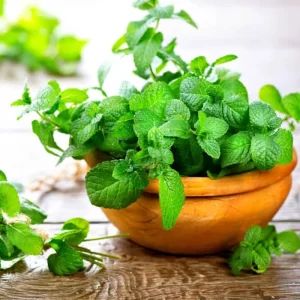 Mixed Mint Live Plant Set - 3 Varied Mint Herbs 4-6 Inches Tall for Culinary & Garden Use - Image 2