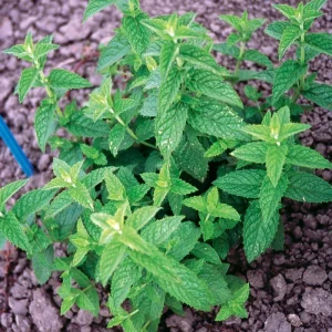 Mixed Mint Live Plant Set - 3 Varied Mint Herbs 4-6 Inches Tall for Culinary & Garden Use - Image 5