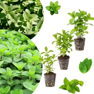 Mixed Mint Live Plant Set - 3 Varied Mint Herbs 4-6 Inches Tall for Culinary & Garden Use - Image 1