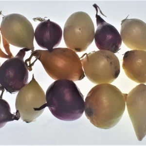 Mixed Onion Sets - Red, White, Yellow Bulbs for Planting - Image 2