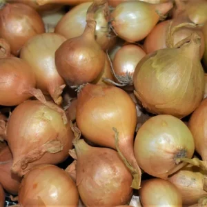 Mixed Onion Sets - Red, White, Yellow Bulbs for Planting - Image 4