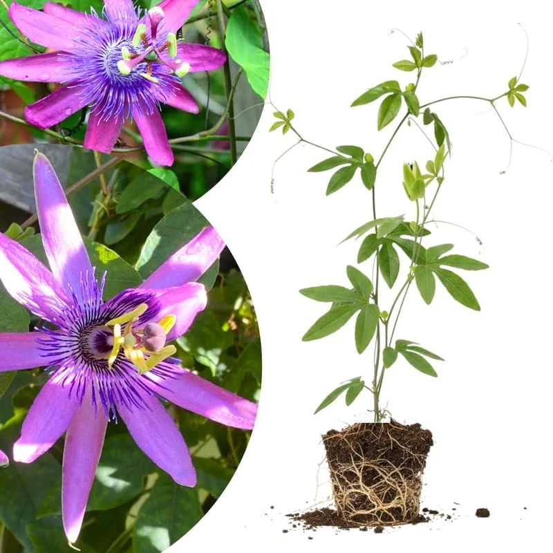 Mixed Passion Flower Live Plant Set – 2 Hardy Passiflora Vines, 4-8" Tall, Outdoor Garden or Trellis - Image 2