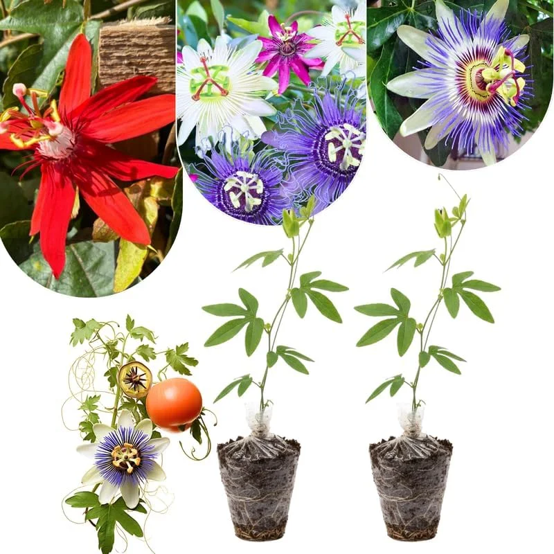 Mixed Passion Flower Live Plant Set – 2 Hardy Passiflora Vines, 4-8" Tall, Outdoor Garden or Trellis - Image 3