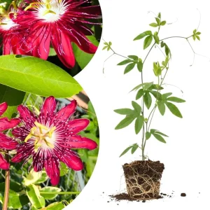 Mixed Passion Flower Live Plant Set – 2 Hardy Passiflora Vines, 4-8