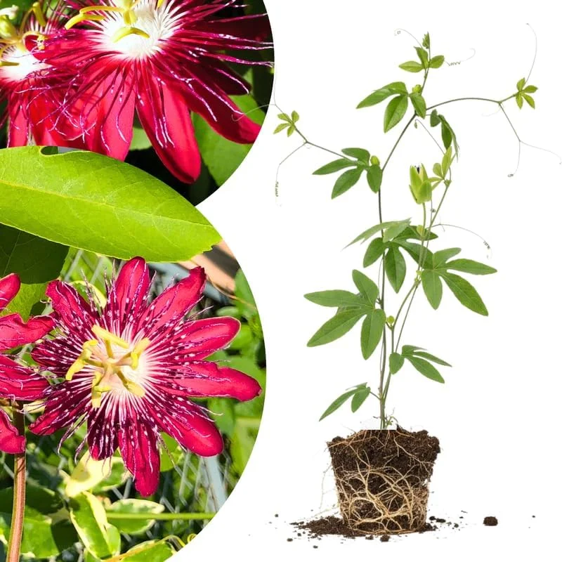 Mixed Passion Flower Live Plant Set – 2 Hardy Passiflora Vines, 4-8" Tall, Outdoor Garden or Trellis - Image 4