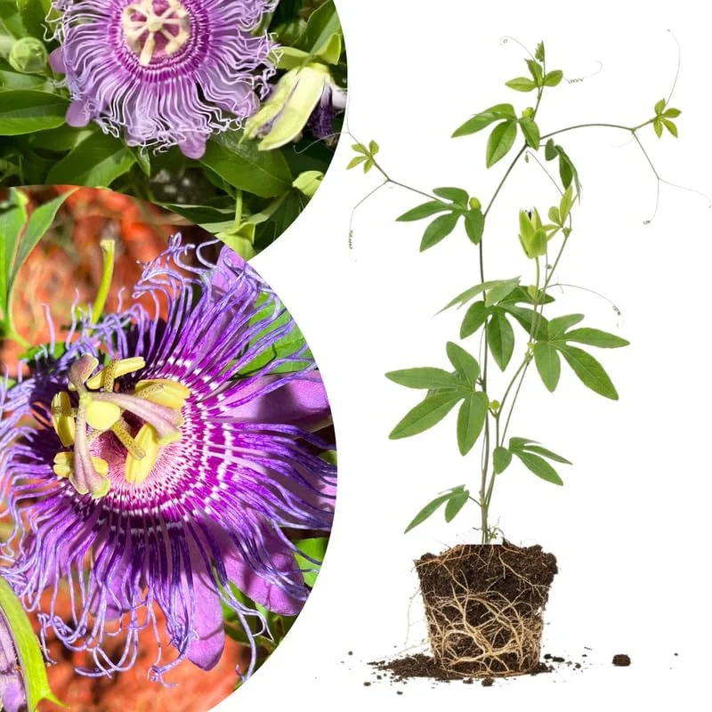 Mixed Passion Flower Live Plant Set – 2 Hardy Passiflora Vines, 4-8" Tall, Outdoor Garden or Trellis - Image 5