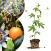 Mixed Passion Flower Live Plant Set – 2 Hardy Passiflora Vines, 4-8" Tall, Outdoor Garden or Trellis - Image 1