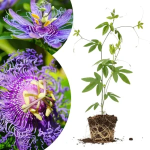 Mixed Passion Flower Live Plant Set – 2 Hardy Passiflora Vines, 4-8