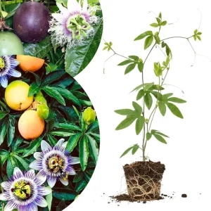 Mixed Passion Flower Live Plant Set – 2 Hardy Passiflora Vines, 4-8