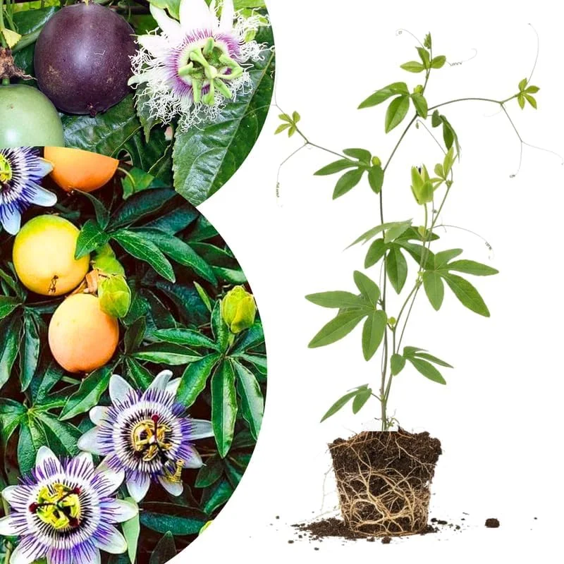 Mixed Passion Flower Live Plant Set – 2 Hardy Passiflora Vines, 4-8" Tall, Outdoor Garden or Trellis - Image 7