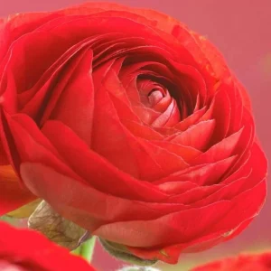 Mixed Ranunculus Flower Bulbs - 25 Count for Spring Planting, Zones 3-11 - Image 1