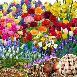 Mixed Ranunculus Flower Bulbs - 25 Count for Spring Planting, Zones 3-11 - Image 9