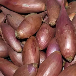 Mixed Shallot Bulbs for Planting - Non-GMO Garden Seed Shallots - French & Traditional Varieties, Semi Long Banana & Round Shapes - Image 4