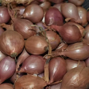 Mixed Shallot Bulbs for Planting - Non-GMO Garden Seed Shallots - French & Traditional Varieties, Semi Long Banana & Round Shapes - Image 5