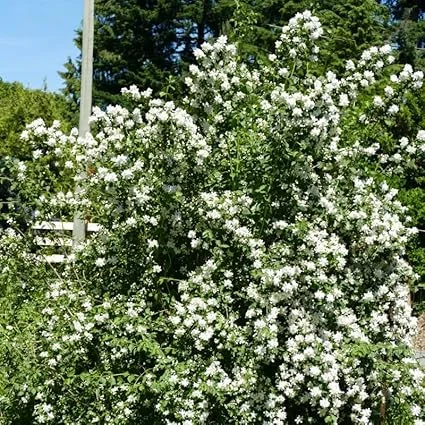 Mock Orange Bush Live Plant - Sweet Fragrant Philadelphus Shrub, 5-8 Inch Tall - Image 3