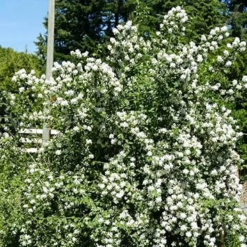 Mock Orange Bush Live Plant - Sweet Fragrant Philadelphus Shrub, 5-8 Inch Tall - Image 4