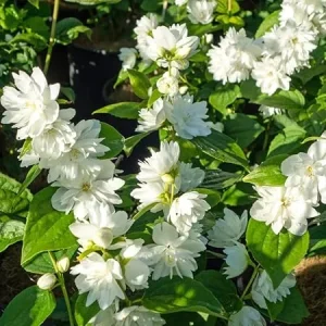 Mock Orange Bush Shrub Live Plant - Fragrant White Flowers, 4