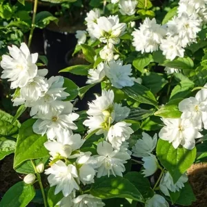 Mock Orange Bush Shrub Live Plant - Fragrant White Flowers, 4