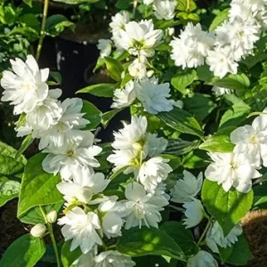 Mock Orange Bush Shrub Live Plant - Fragrant White Flowers, 4