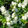 Mock Orange Bush Shrub Live Plant - Fragrant White Flowers, 4" Pot, Hardy Zones 5-9 - Image 1