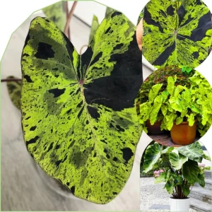 Mojito Colocasia Live Plant - Alocasia Elephant Ear, 4-6