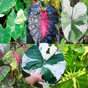 Mojito Colocasia Live Plant - Alocasia Elephant Ear, 4-6