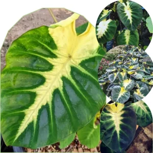 Mojito Colocasia Live Plant - Alocasia Elephant Ear, 4-6
