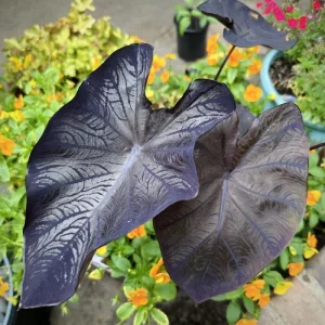 Mojito Colocasia Live Plant - Alocasia Elephant Ear, 4-6