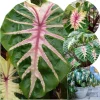 Mojito Colocasia Live Plant - Alocasia Elephant Ear, 4-6" Tall, 2 Pack, Cold Hardy, Indoor Outdoor - Image 1