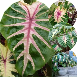 Mojito Colocasia Live Plant - Alocasia Elephant Ear, 4-6