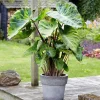 Mojito Colocasia Live Plant - Elephant Ear Taro, Variegated, 5-9" Tall - Image 1