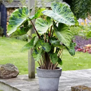 Mojito Colocasia Live Plant - Elephant Ear Taro, Variegated, 5-9
