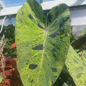 Mojito Colocasia Live Plant - Elephant Ear Taro, Variegated, 5-9