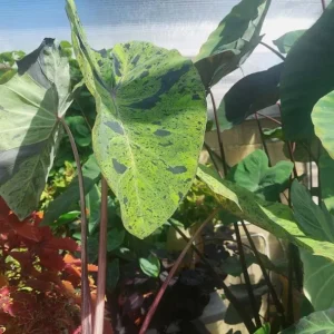 Mojito Colocasia Live Plant - Elephant Ear Taro, Variegated, 5-9