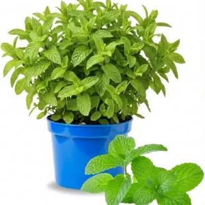 Mojito Mint Live Plant 3.5 Inch Pot - Indoor/Outdoor Herb for Cocktails - Image 2