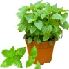 Mojito Mint Live Plant 3.5 Inch Pot - Indoor/Outdoor Herb for Cocktails - Image 1