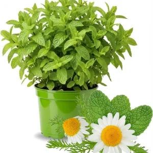 Mojito Mint Live Plant 3.5 Inch Pot - Indoor/Outdoor Herb for Cocktails - Image 4