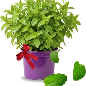 Mojito Mint Live Plant 3.5 Inch Pot - Indoor/Outdoor Herb for Cocktails - Image 5
