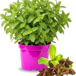 Mojito Mint Live Plant 3.5 Inch Pot - Indoor/Outdoor Herb for Cocktails - Image 6