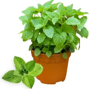 Mojito Mint Live Plant 3.5 Inch Pot - Indoor/Outdoor Herb for Cocktails - Image 7