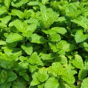 Mojito Mint Live Plant Set – 4 Fresh Herb Starter Plants, 4-7 Inch Tall, Culinary Garden Ready - Image 2