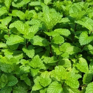 Mojito Mint Live Plant Set – 4 Fresh Herb Starter Plants, 4-7 Inch Tall, Culinary Garden Ready - Image 6