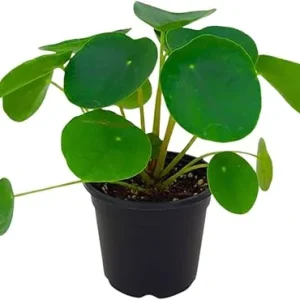 Money Plant Live, Pilea Peperomioides Plant Live, Houseplant, Money Plants for Home and Office Decoration, 2.5 Inches Pot - Image 2