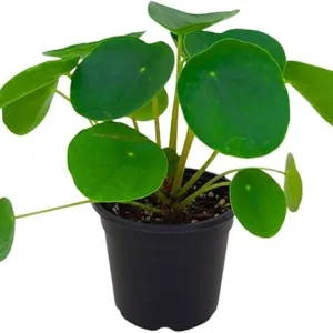 Money Plant Live, Pilea Peperomioides Plant Live, Houseplant, Money Plants for Home and Office Decoration, 2.5 Inches Pot - Image 5